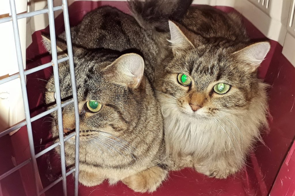 Luna (left) and Alba (right) snuggling in their pet carrier in the bathroom on the first day.