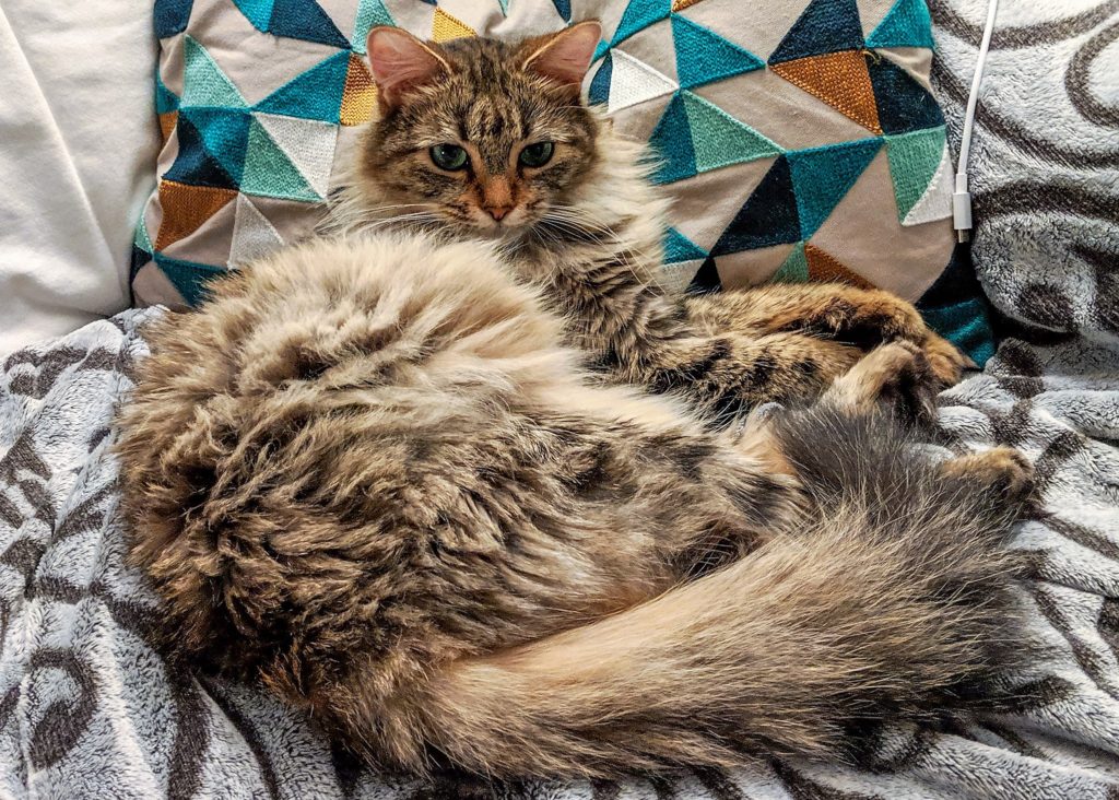 Alba, the foster cat, in all her fluffiness, curled up on the sofa.