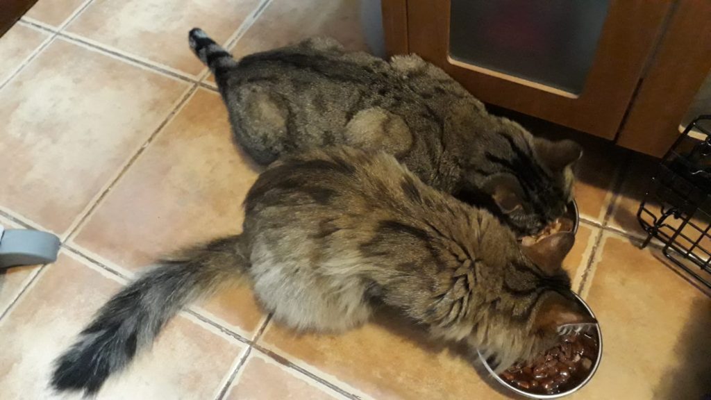 Luna and Alba eating together