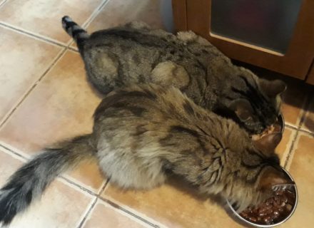 Luna and Alba eating together