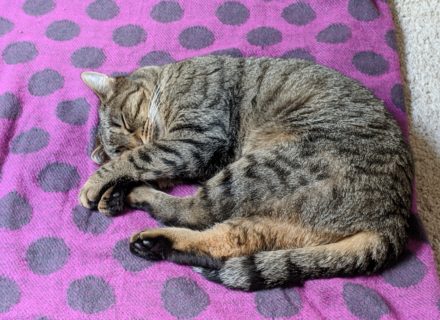 Luna curled up on a spotty blanket