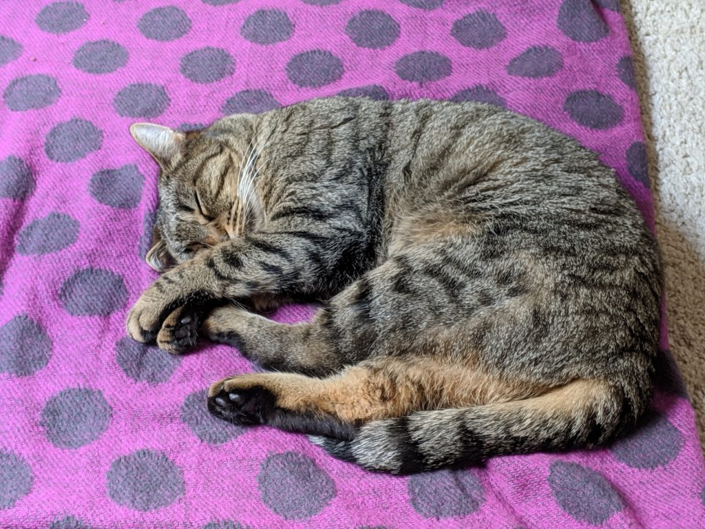 Luna curled up on a spotty blanket